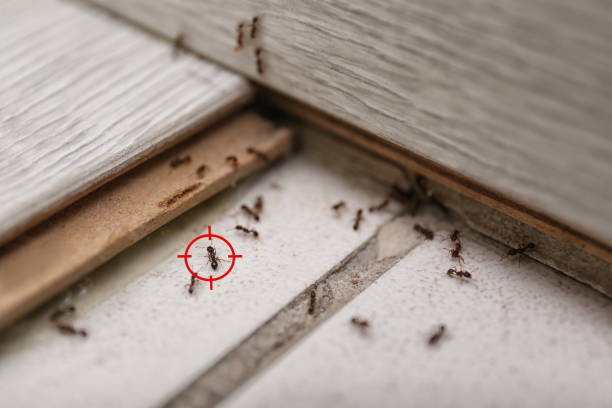 Best Pest Control for Businesses  in Sandy Springs, SC
