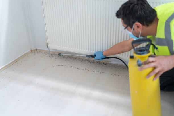 Wasp Removal Services in Sandy Springs, SC
