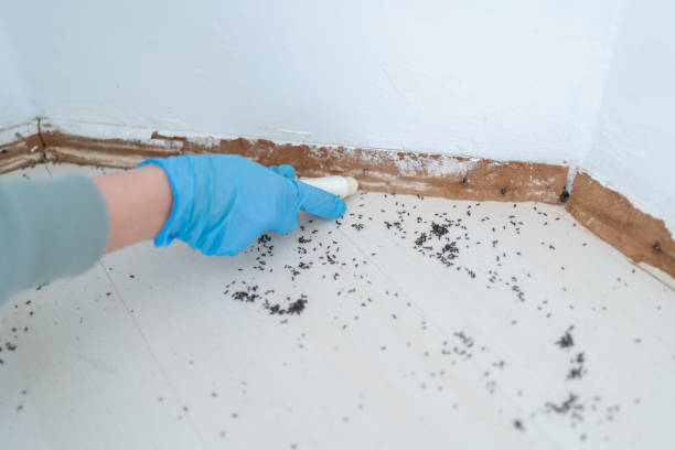 Best Best Pest Control Companies  in Sandy Springs, SC